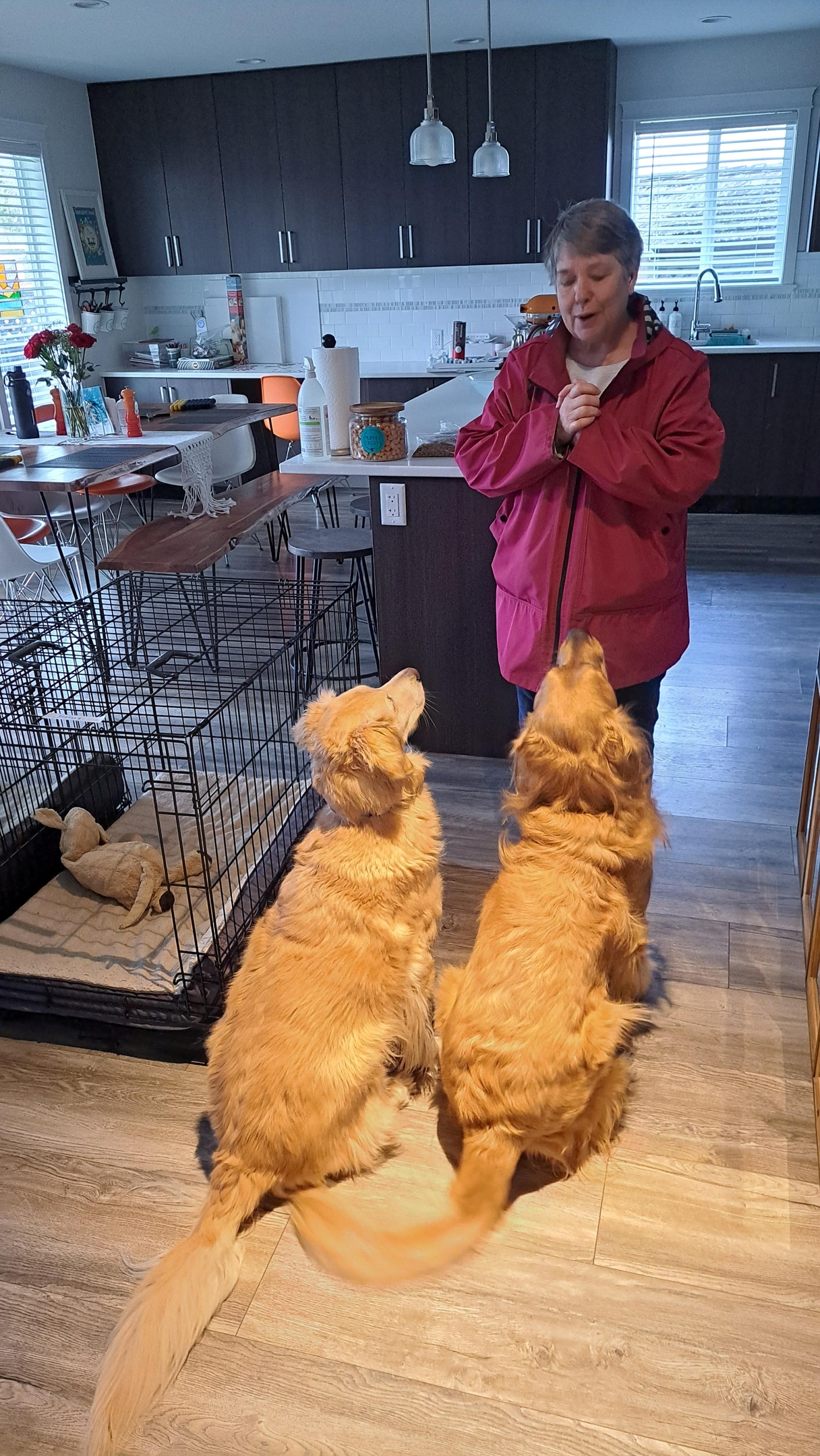 Dale pet sitting in Sidney with Stanley and Violet.